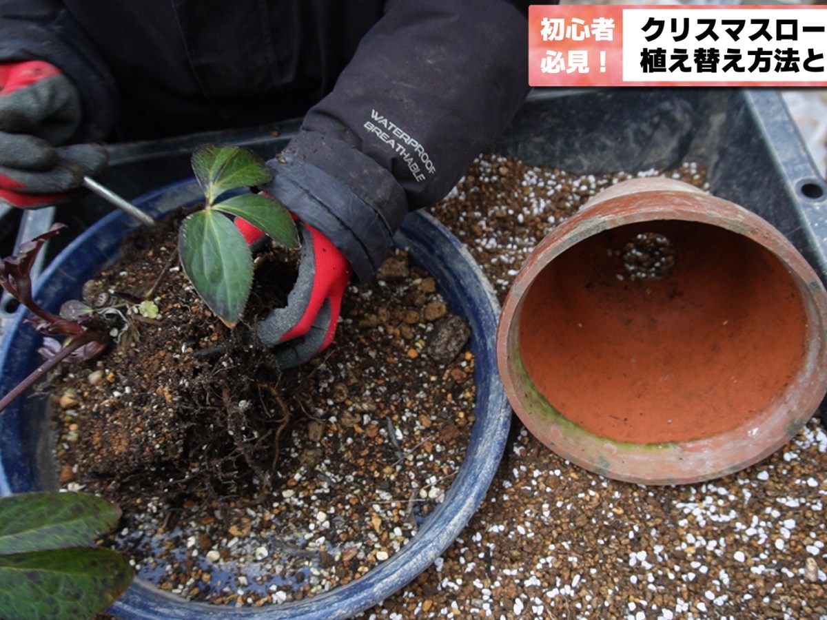 【プロ直伝】クリスマスローズの植え替え方法と土の黄金配合！2026年最新版